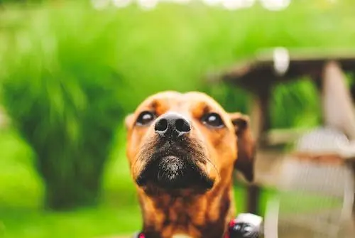 狗老大？狗小弟！