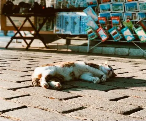 防止猫猫中暑的小技巧