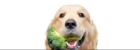 不要什么菜都给你家狗子尝啦，这10种蔬菜才是狗子能吃的