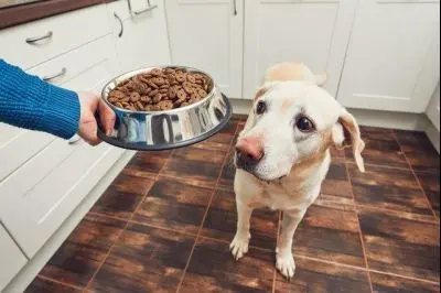 狗狗护食如何纠正