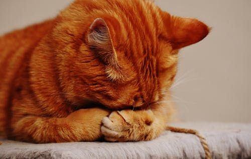 为什么胖的猫大多都是橘猫为主，这跟毛色有关系吗？