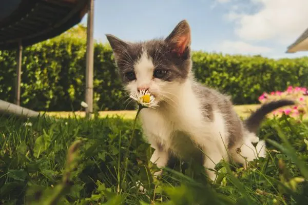 家里有猫主子千万不要种这些植物