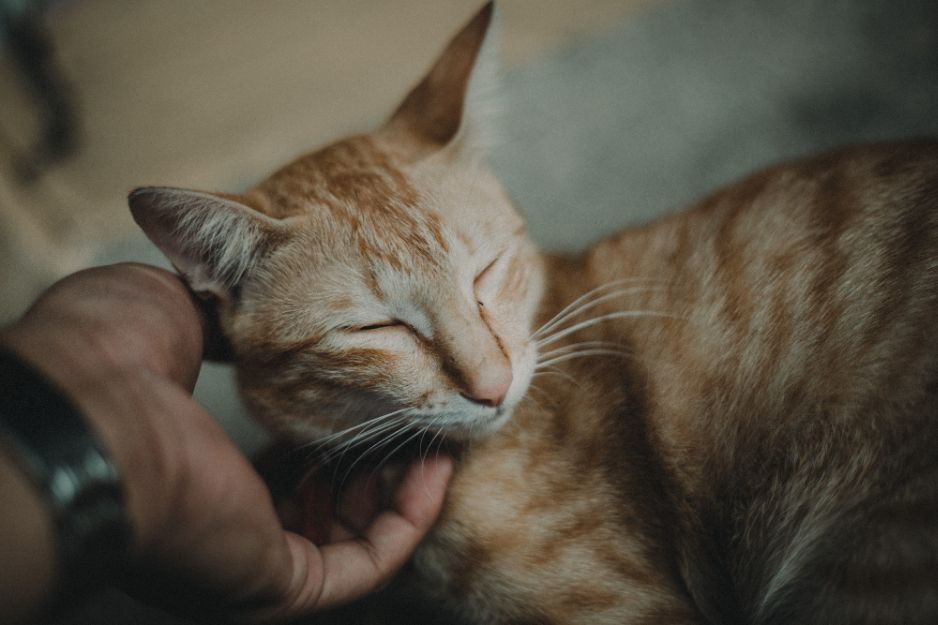 10种猫咪肢体语言