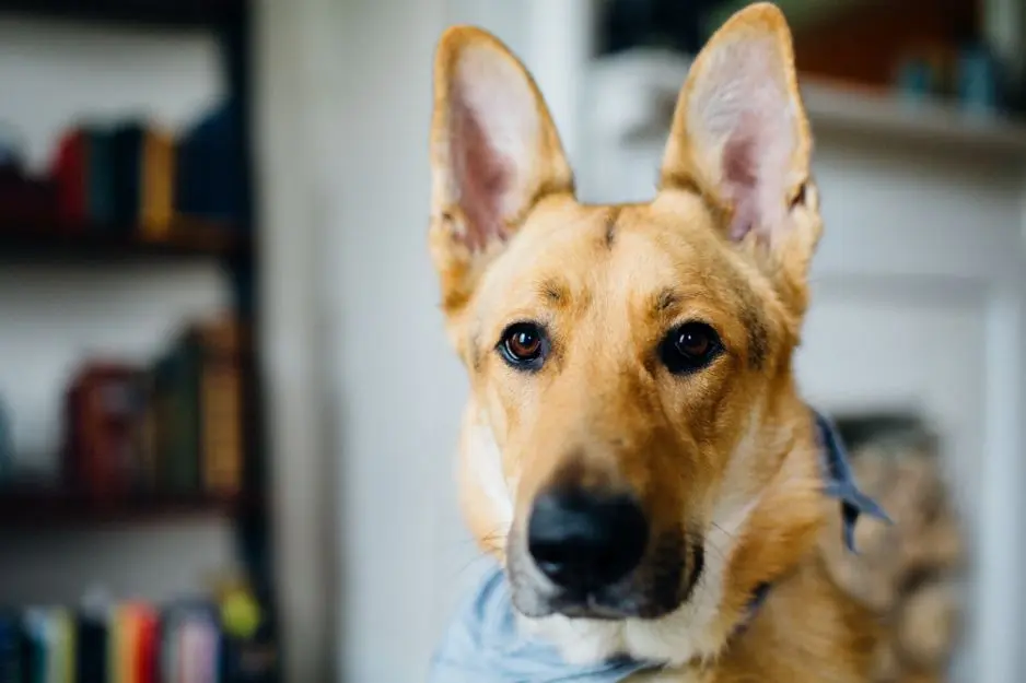 五大适合家养的中大型犬