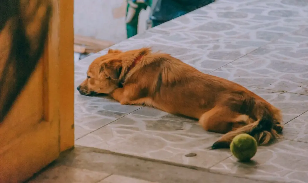 狗狗的“床位”代表了你在它心中的地位