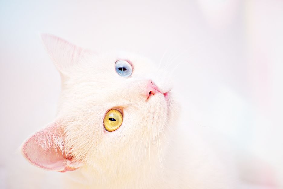 猫猫的异瞳会对其有何影响