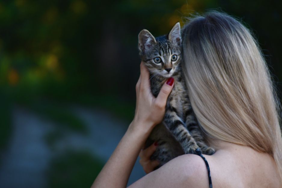 你真的会抱猫吗？
