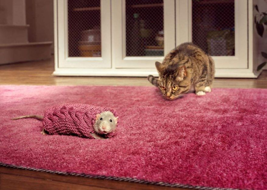宠物猫会不会抓老鼠呢？