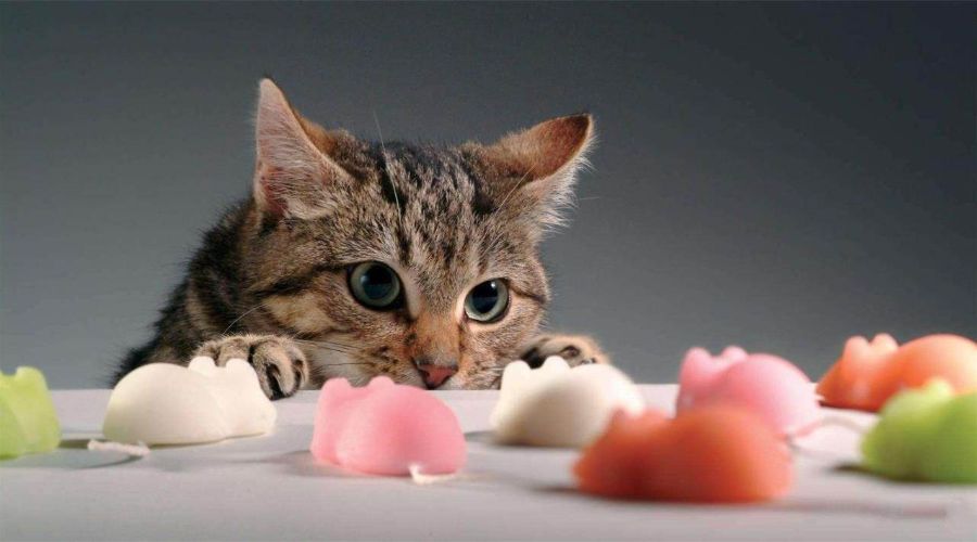 如何让猫咪爱上玩玩具