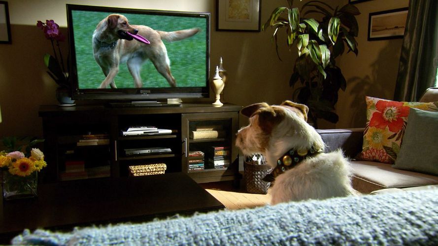 狗狗真的会看电视吗？