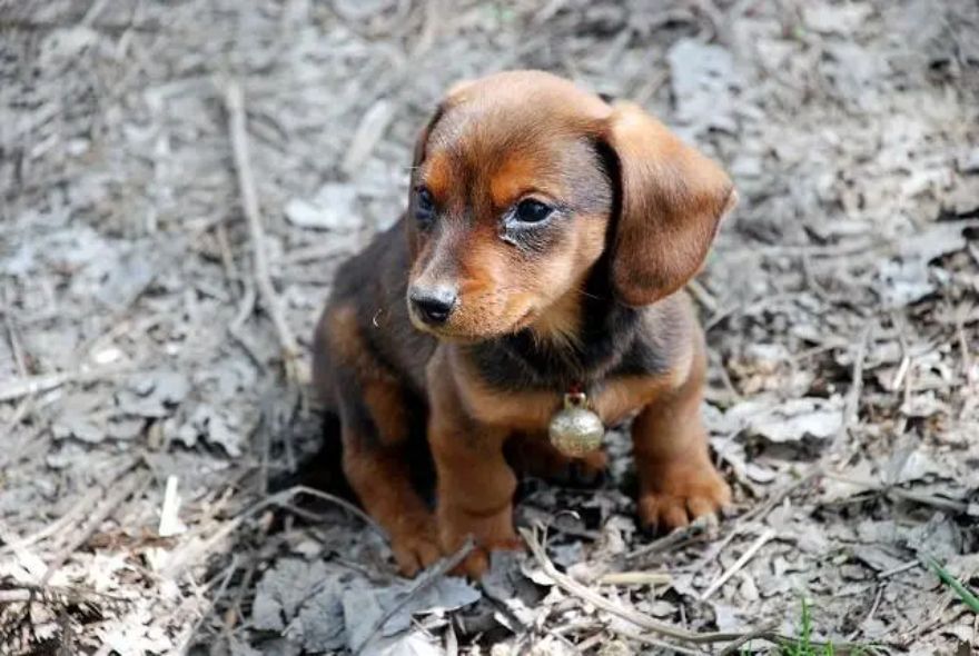 十大便宜好养的小型犬