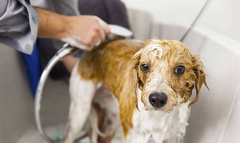 关于那些狗狗洗澡你不知道的事