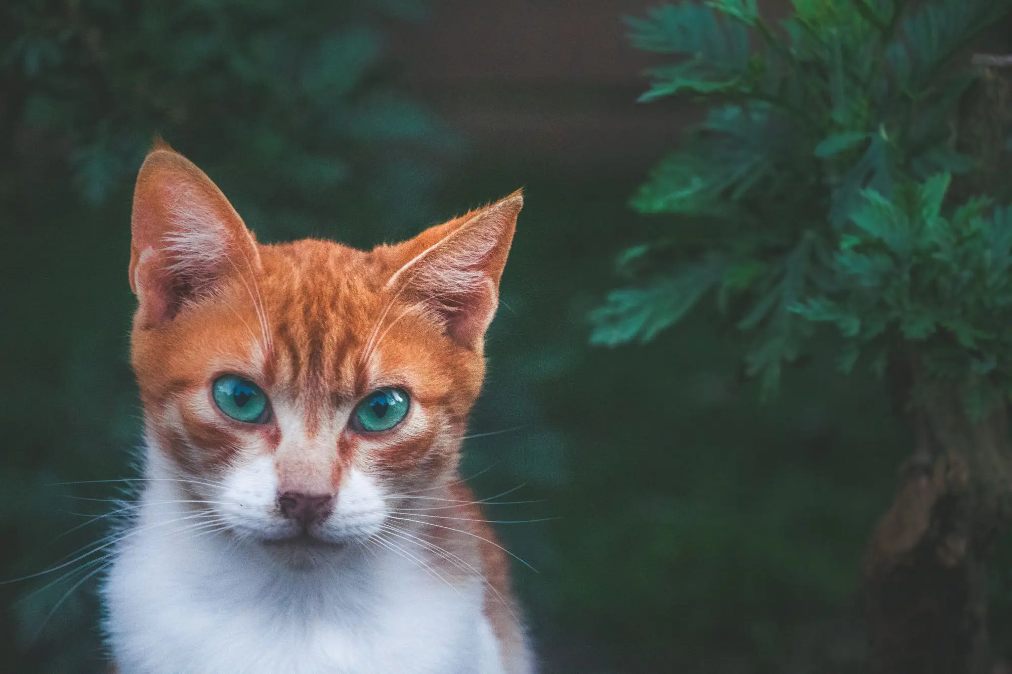 猫咪的性格还能跟眼睛的颜色有关？