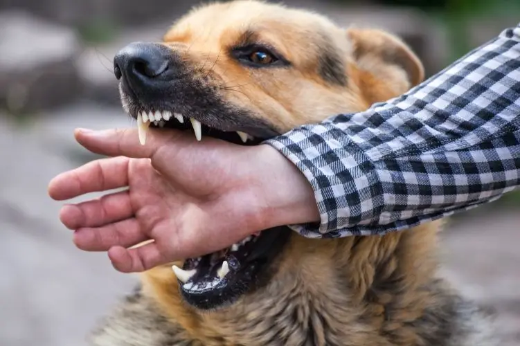 你一定要好好了解，狂犬病