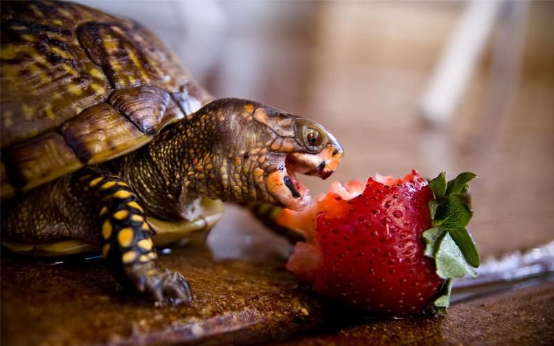 宠物乌龟什么品种好养？饲养过程需要注意什么？看这篇够了！