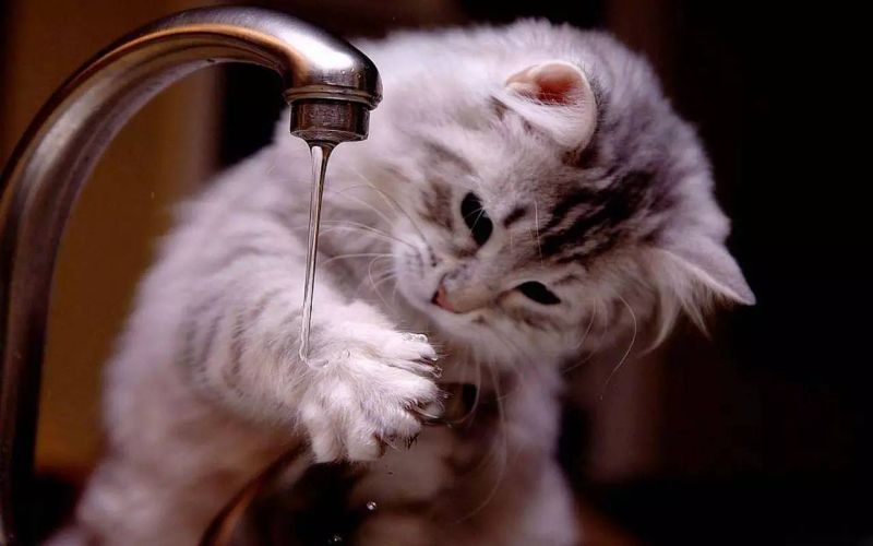 猫咪的饮水你真的保证它健康吗
