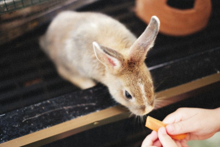 宠物兔的常见疾病及应对方法