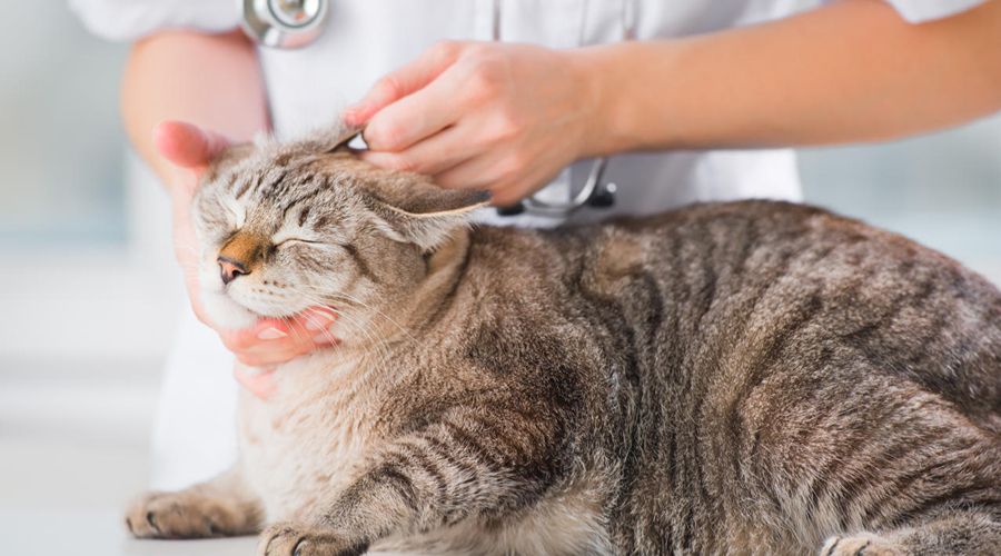 猫咪常见病症及治疗方法