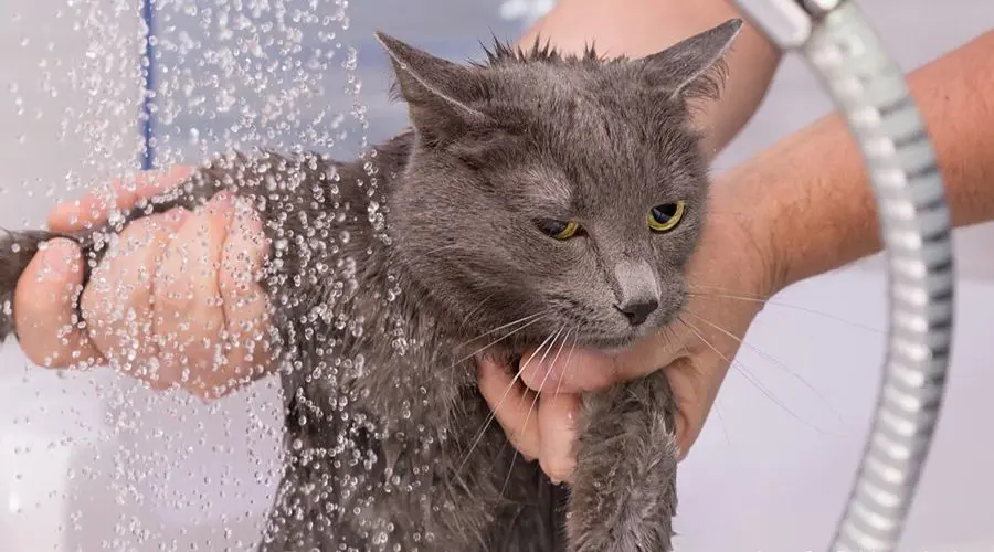你懂如何给猫咪洗澡吗？