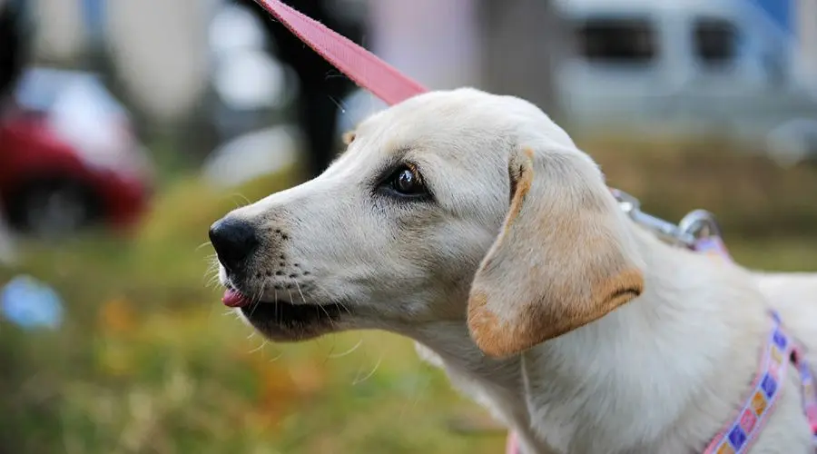 每天了解一种狗——拉布拉多犬