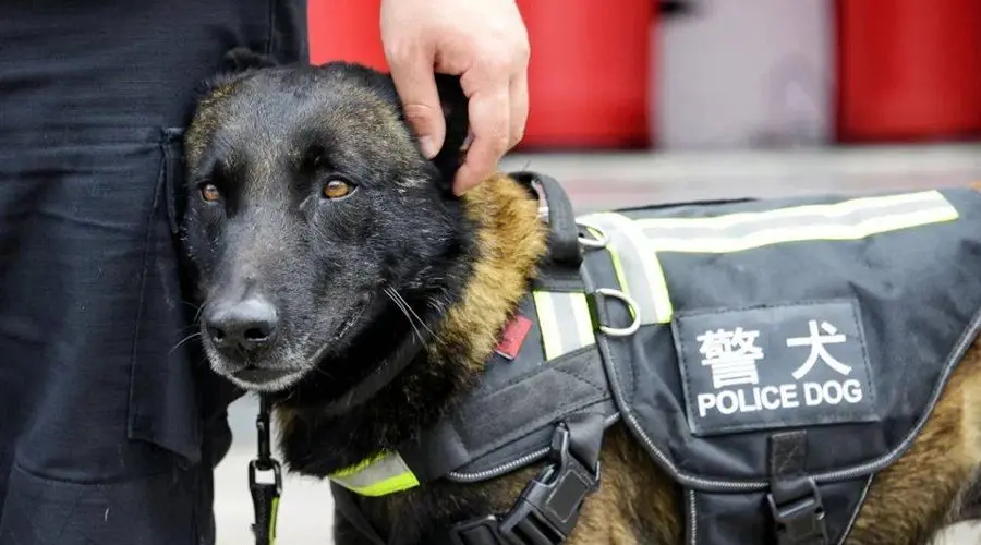 警犬知道自己是警犬吗？看完我哭了...