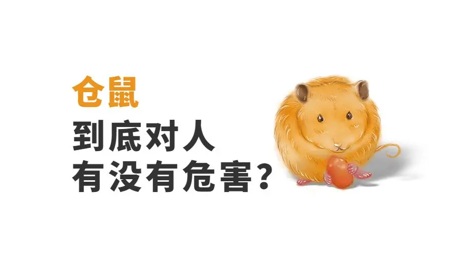 仓鼠到底对人有没有危害？