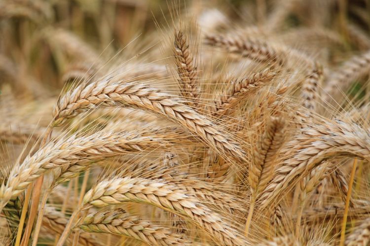 节约粮食 Save grain