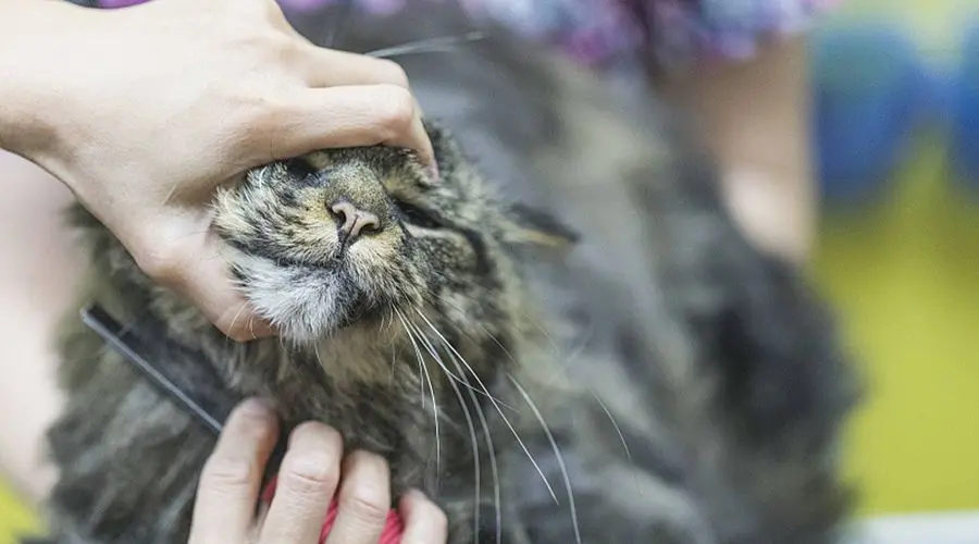 猫咪剃毛的好处和坏处