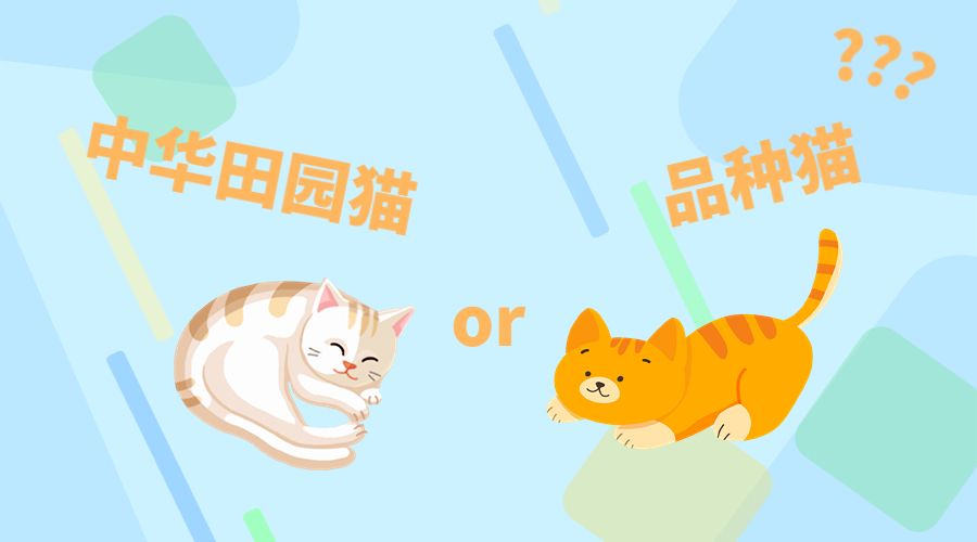 品种猫和本土猫有什么区别？为什么大家更喜欢品种猫呢？
