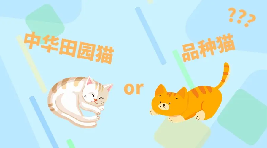 品种猫和本土猫有什么区别？为什么大家更喜欢品种猫呢？