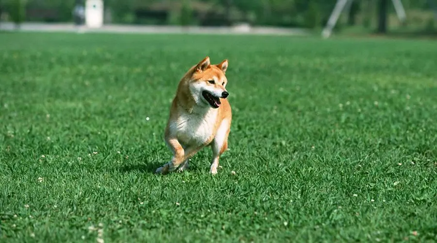 每天了解一种狗—柴犬