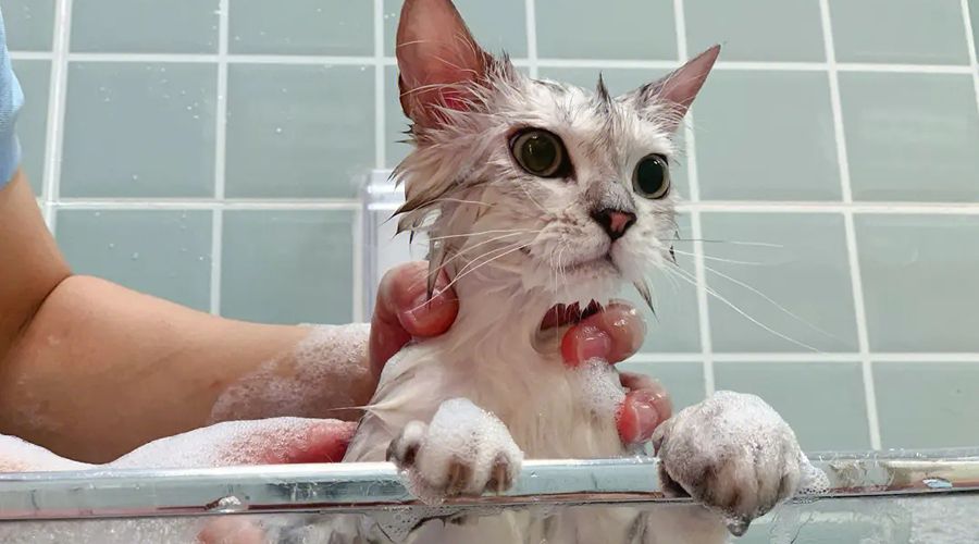 猫咪洗澡的十大禁忌