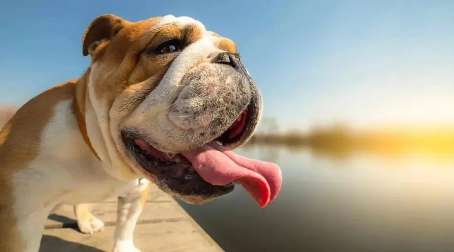 狗狗中暑的症状，夏季须知！