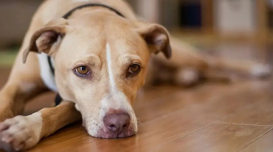 一文了解狗狗犬瘟