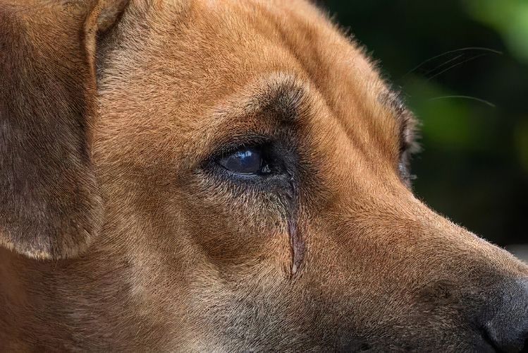 狗狗为什么会流眼泪？