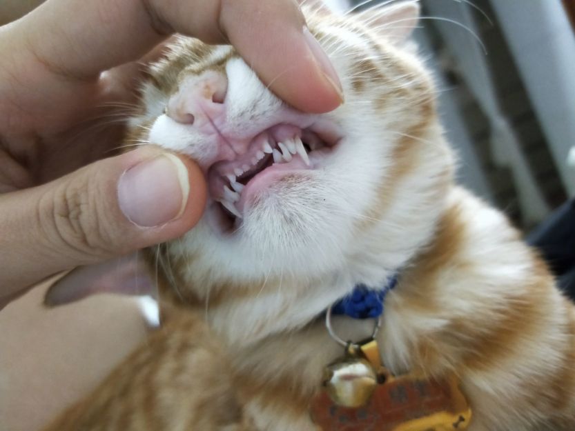 猫咪的换牙期到了你还不知道吗？
