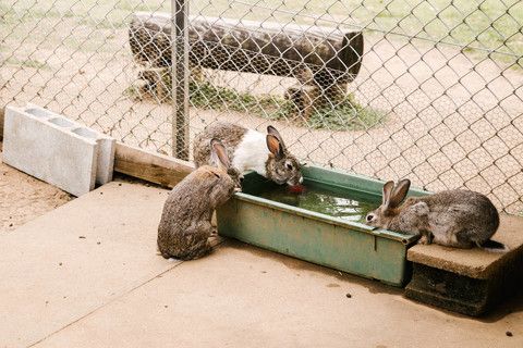 兔子真的喝水会死吗？