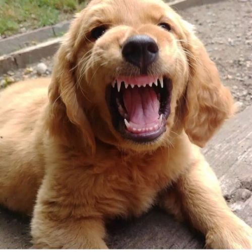 家养几年的狗为什么突然对主人呲牙？