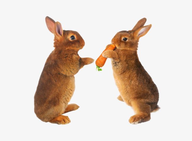 兔子真的不能吃胡萝卜吗？