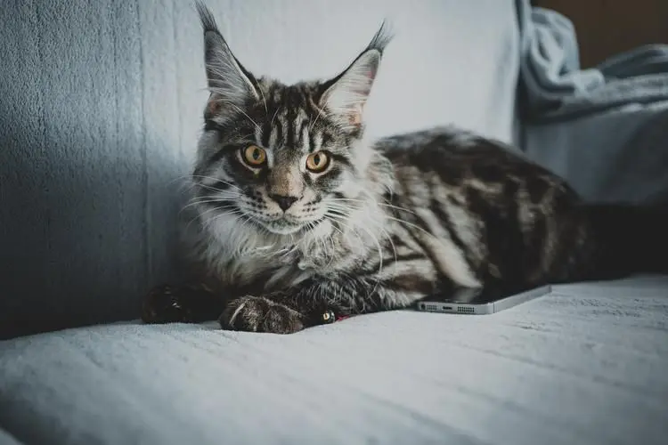 缅因猫霸气的外表，但他其实的性格是？