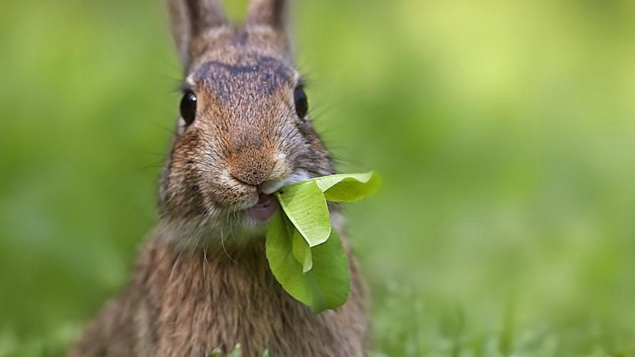 兔子到底是喂干草还是白菜？