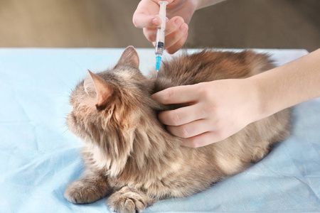 猫咪驱虫后多久可以打疫苗？