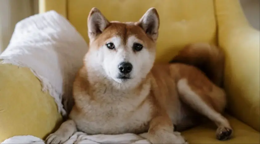 柴犬太挑食了，怎么纠正才能让它不挑食？