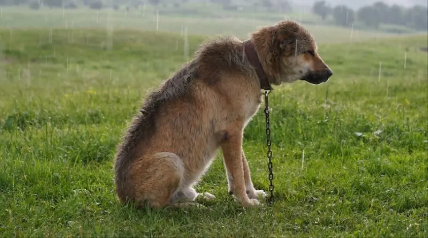 中华田园犬突然很厌食没精神是怎么回事？