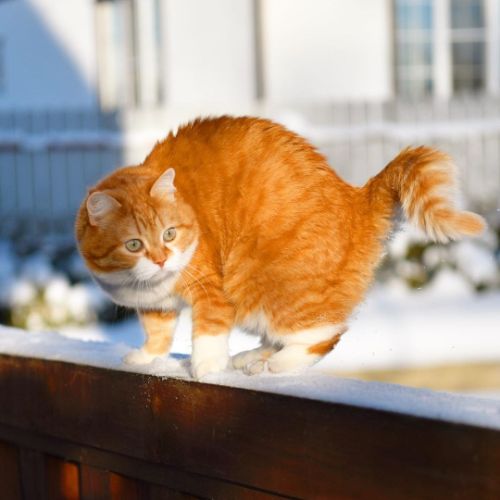 橘猫发福了！怎么才能有效减肥 ？