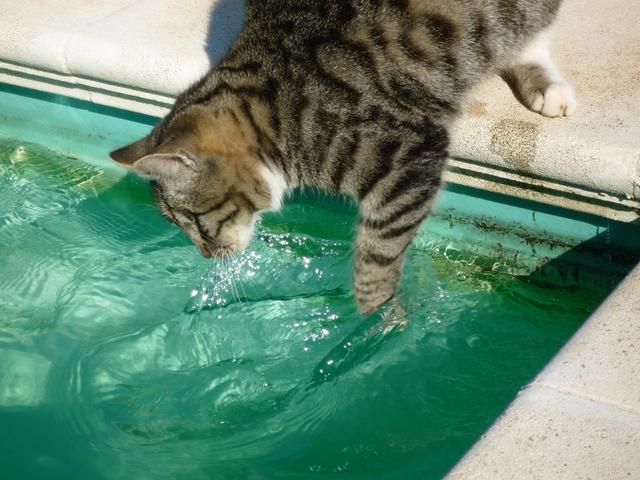 怎么样才能让猫咪不怕水