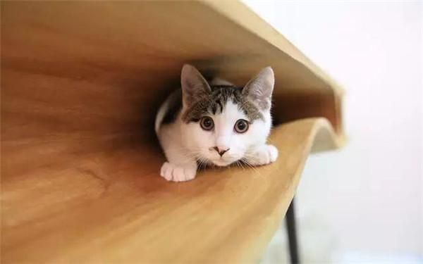 猫咪为什么喜欢钻到床底下？