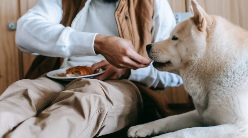 怎么训练狗狗才能让它不乱吃东西？