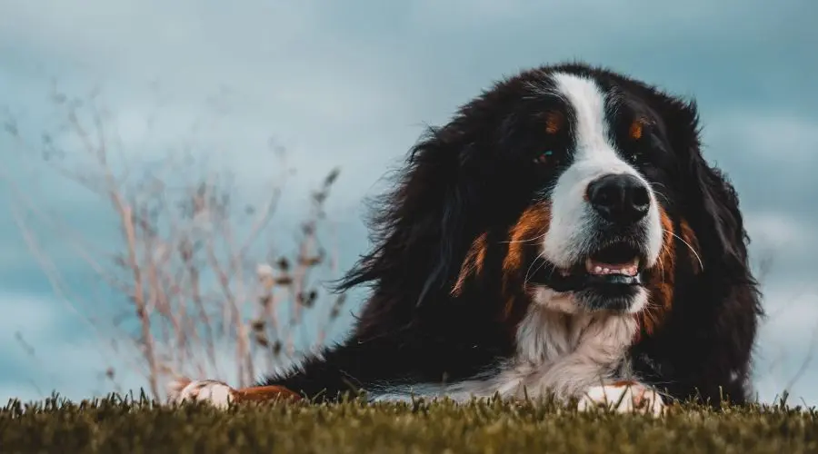 每天了解一种狗—伯恩山犬