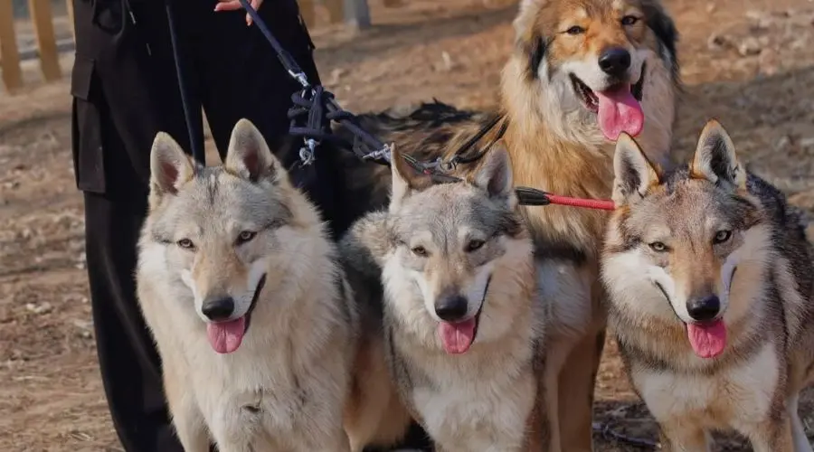 捷克狼犬无畏的守护使者